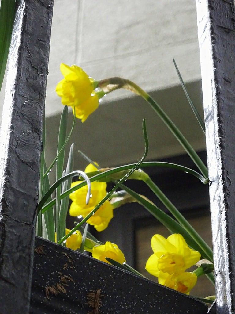 صورة Charles Dickens. london spring daffodils yellow flowers raindrops rain charlesdickens dickens doughtystreet house dickenshouse museum bloomsbury wc1