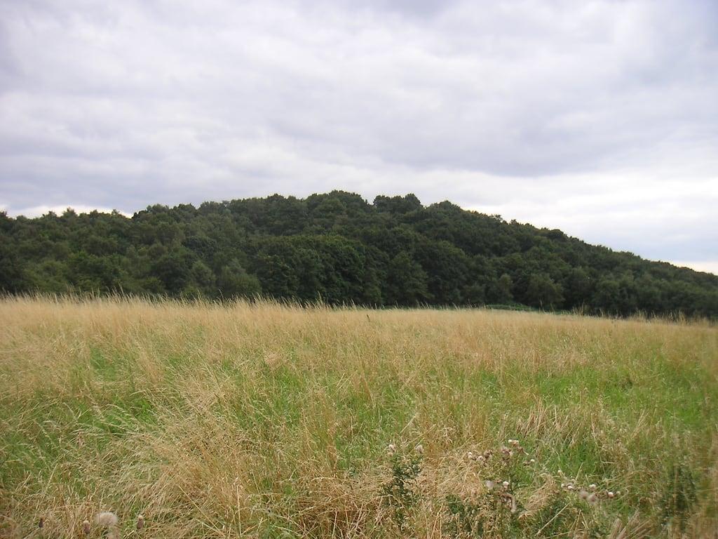 Imagem de The Hills. trees green grass geotagged