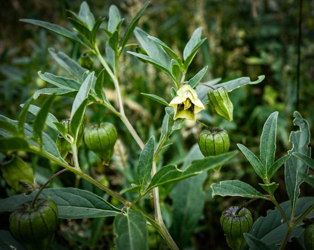 Boulder Creek Trail の画像. physalis physalisvirginiana groundcherry tomatillo solanaceae bouldercreekcanyontrail boulderco colorado sonyx100m2 yellow green 5petals wfgna