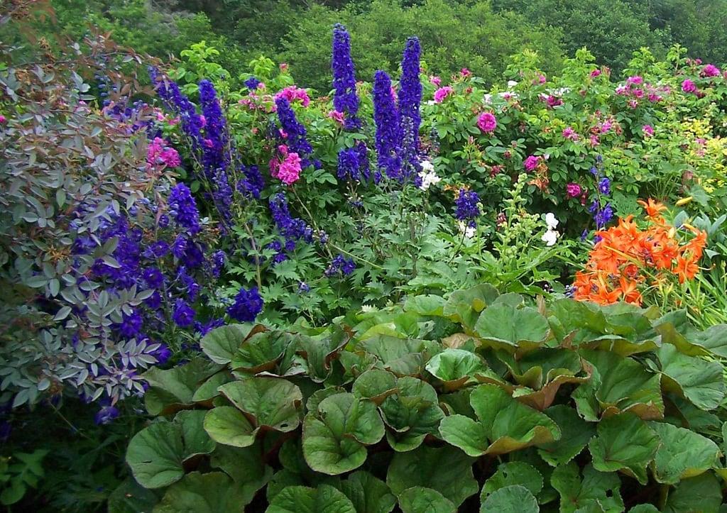 Billede af Lucy Maud Montgomery. blue canada rose island lily border prince foliage edward backroads delphinium cavendish perennial anneofgreengables