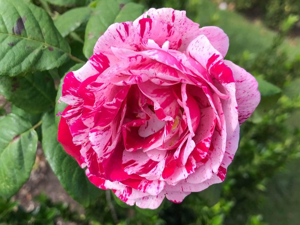 Εικόνα από Sudeley Castle. rose flower garden