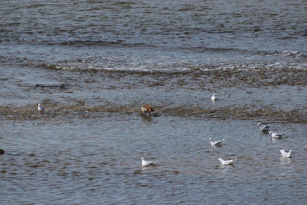 Bild av Stranden med en längd på 1697 meter. nilgans alopochenaegyptiaca egyptiangoose ouettedégypte ocaegiziana gansodelnilo gansoegipcio