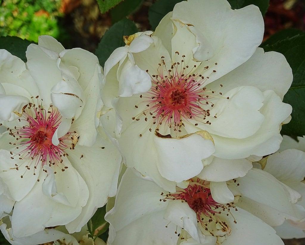 Bild von Belvoir Castle. summer belvoircastle gardens leicestershire flowers belvoir clematis white pink