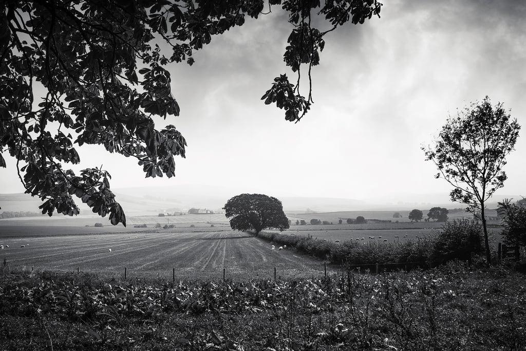 Image of Drumcoltran Tower. blackwhite landscape trees fields sheep hedge