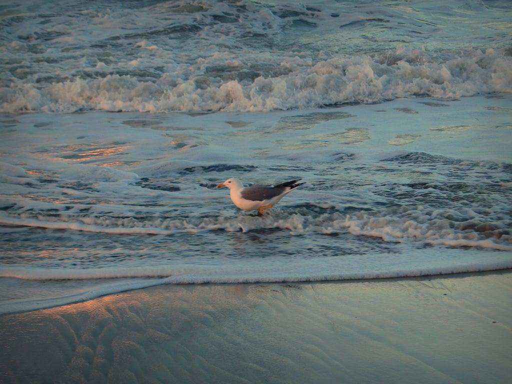 Image de Praia das Pedrinhas. ocean sea praia beach portugal seagull gull atlantic atlantico apulia