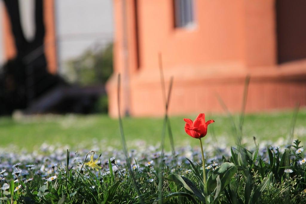 صورة L'Observatoire. park red france brick green grass garden spring tulip daisy toulouse printemps jardindelobservatoire