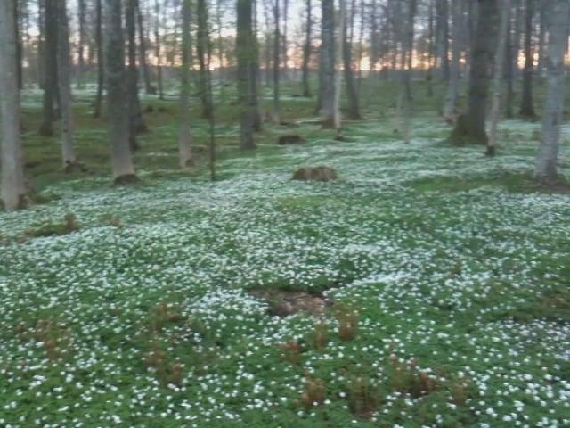 Image of Borrehaugene. wood sunset white forest spring springtime vårtegn