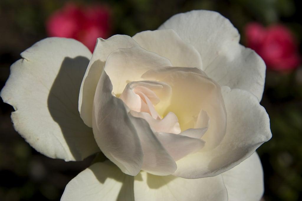 Kuva Die Weiße Rose. 