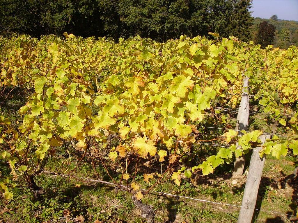 Immagine di Château de Tracy. vineyard burgundy pied bourgogne vigne feuille cep piquet fildefer nièvre sarment pouillyfumé tracysurloire