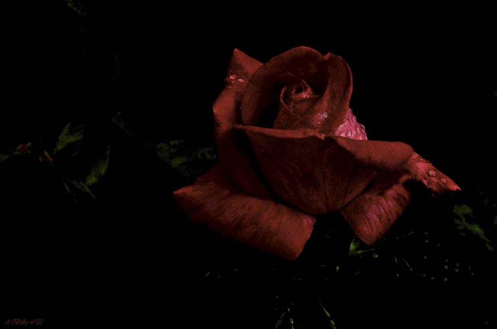 ภาพของ A Rosa. red flower azul rojo flor cuba fuente mona cc creativecommons vermell graná vermello ventorrillo oburgo castillodelmorro elbuhonº30 condedelasalto agradelorzán josefarosamaría