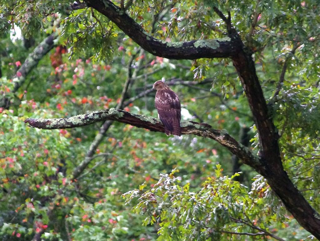 Billede af 20th ME. bird hawk perch redtailhawk feathered