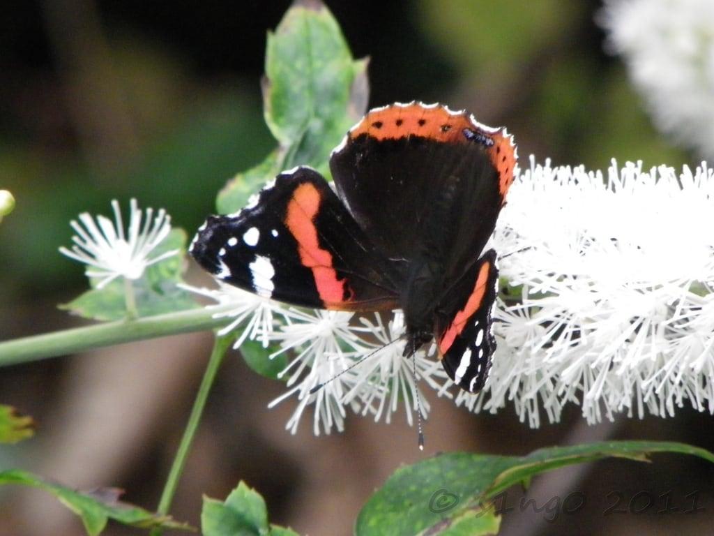 Gambar dari Norton Priory. flower butterfly garden insect