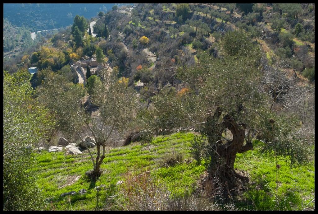 Image of Sataf. olivetree naturetrail sataf tzoba
