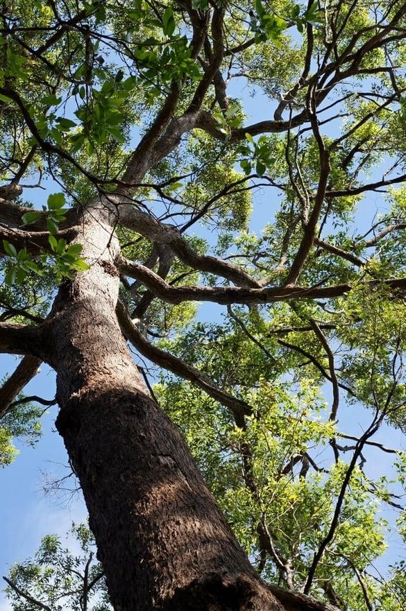 Obraz Tallowwood Tree. tree geotagged hiking australia lookingup bark queensland trunk eucalyptus redland myrtaceae capalaba tallowwood eucalyptusmicrocorys geo:lat=27548403975191206 geo:lon=15321701654232788