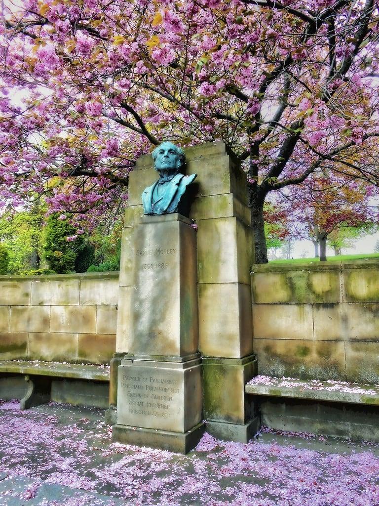 Image of Samuel Morley. park nottingham pink statue spring blossom arboretum bust pinkblossom arboretumpark samuelmorley