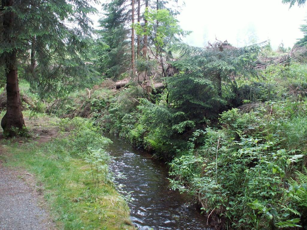 Bild av Dammgraben. geotagged harz hexenstieg freizeitroute wanderroute geo:lat=517822 geo:lon=104428