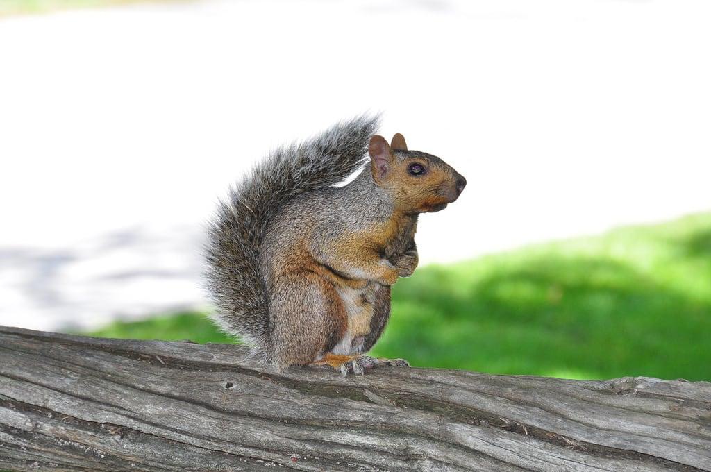 Obraz Marguerite Bourgeoys Park. park summer canada squirrel montréal québec été parc écureuil белка margueritebourgeoys