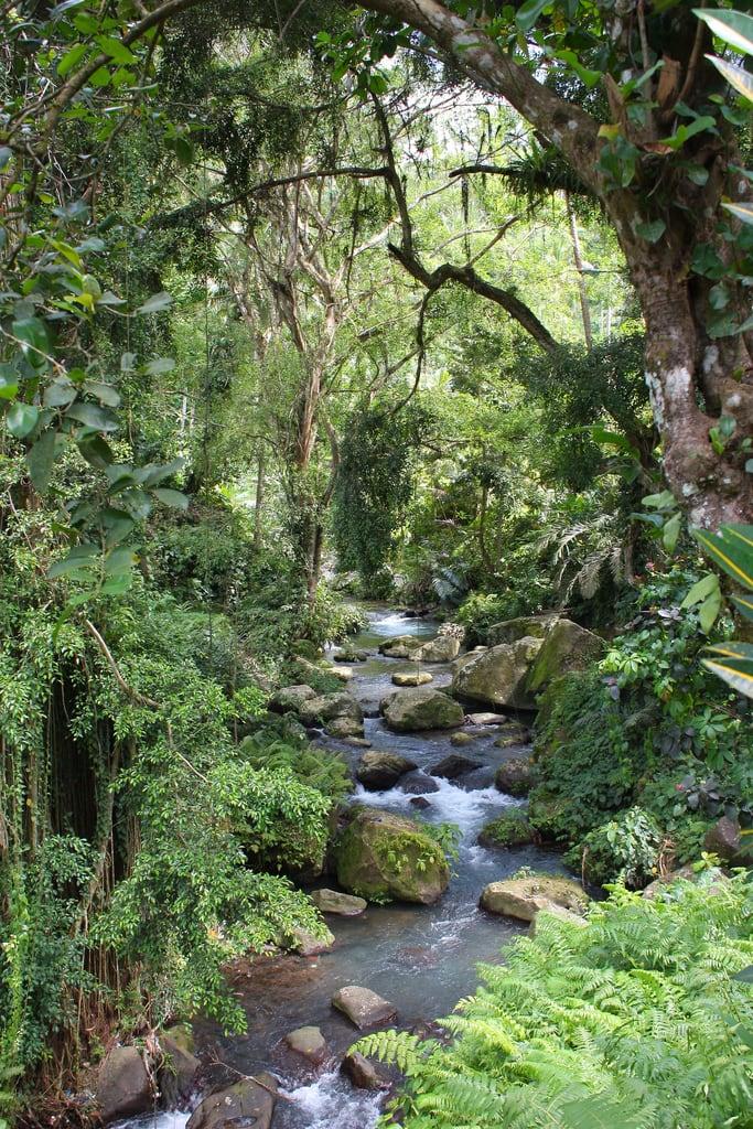 Afbeelding van Gunung Kawi. trees bali green creek indonesia temple jungle lush gunung hindu kawi