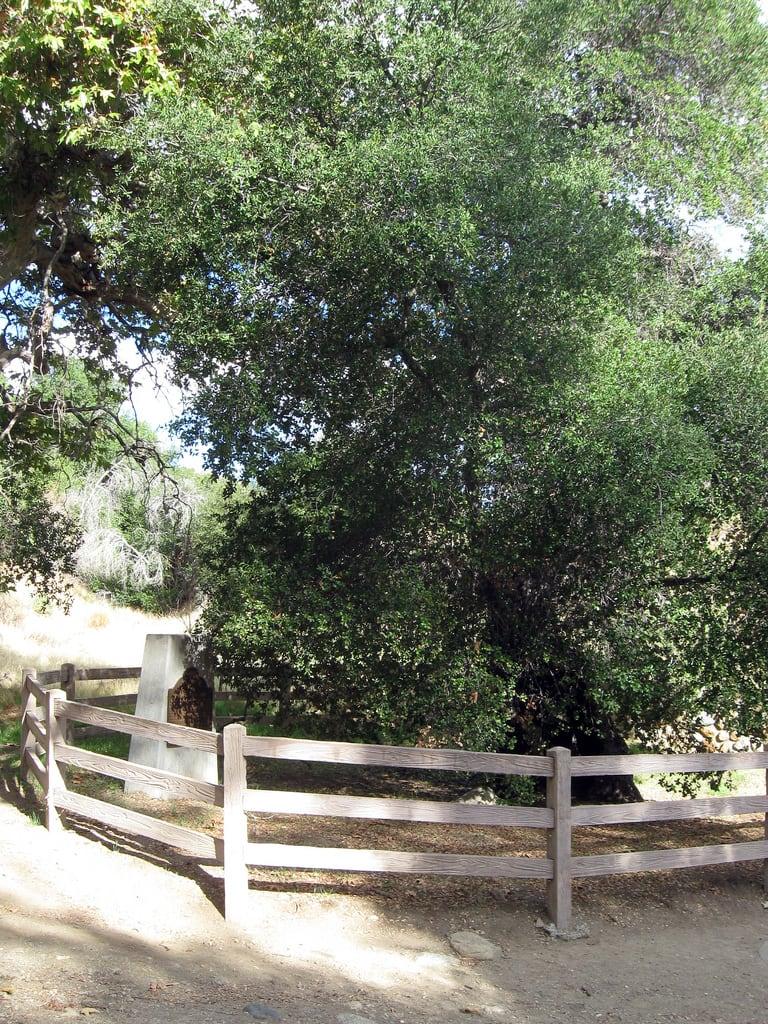 Kuva Oak of the Golden Dream. hiking soy sangabrielmountains oakofthegoldendream