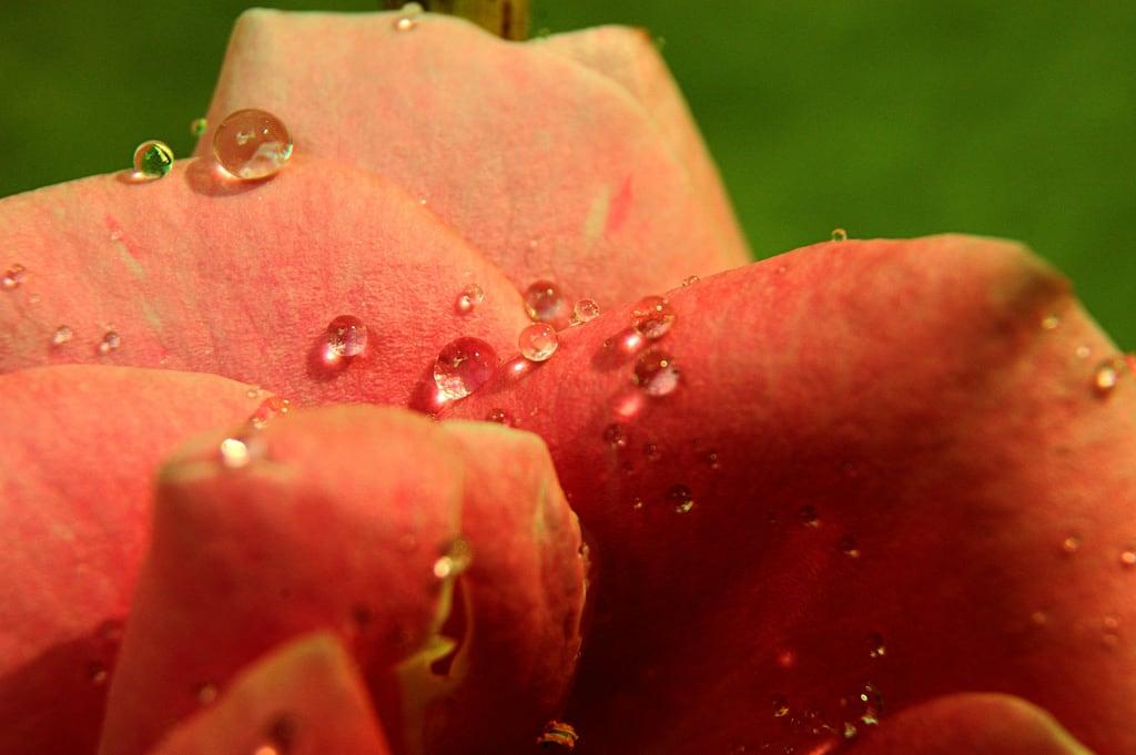 ภาพของ Sarajevo rose. pink flower macro water rose droplets petals drops dew closup liquid