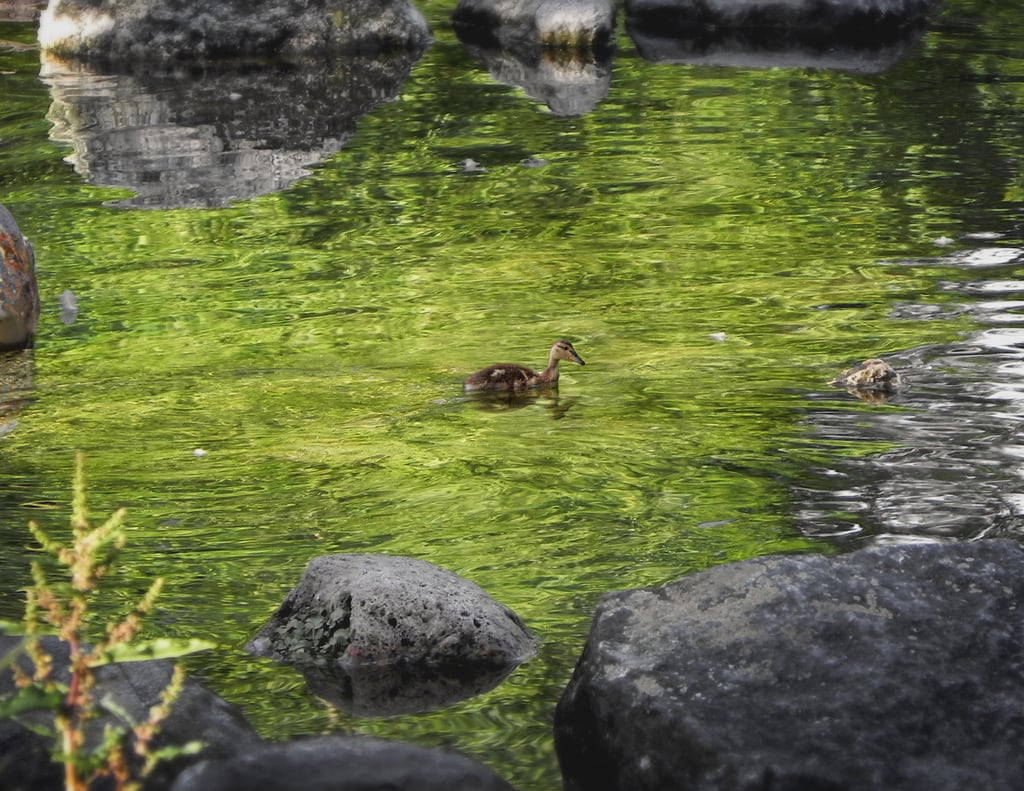 Immagine di Old Spring Hotel. reflection wisconsin unitedstates madison 1936arboretum2010