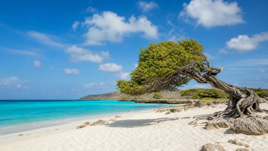 Aruba: boterachtig koraalzandband bij Eagle Beach dat windgebeitelde divi-divi-bomen onder handels-cumulus vlecht, platina-kleurige branding bij Palm Beach door jadekleurige nevel aan de kalkstenen kam van Arikok naar pastelkleurige koloniale gevelstapels in Oranjestad en perkselstof van aloëfabrieken in de hero - achtergrond voor snackkraambriefjes in Arubaanse florin (AWG), gevouwen USD-katamaran-charter-stempels bij ijskades van de Renaissance-jachthaven en weegbriefjes voor ambachtelijke schelpen in Noord.