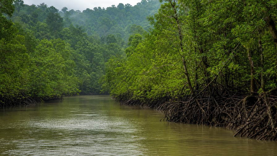 Bangladesh: sundari-wortelkathedralen in de Sundarbanen die getijdenkanalen in bronsgroen vlechten onder een monsoondeksel van wolken, houten bootlak op de Buriganga richting chroom van riksja-spatborden in oud Dhaka en weefstofstof van mousseline-weefgetouwen in Sonargaon in de hero - achtergrond voor veilingbriefjes voor hilsa-vis in Bengalese taka (BDT), weeglabels voor jutebalen aan de rivierkade en telstapels voor kettingdraden van jamdani-sari's.