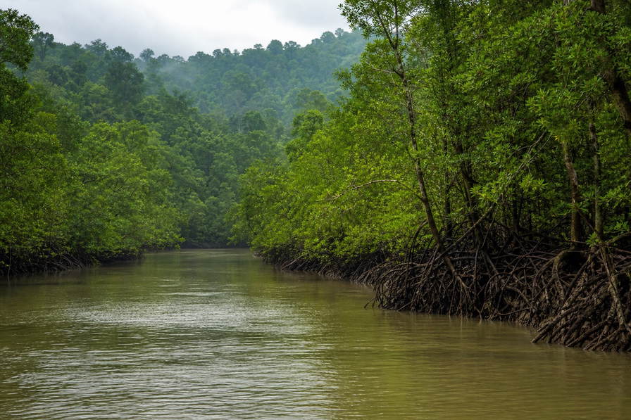 Bangladesh: sundari-wortelkathedralen in de Sundarbanen die getijdenkanalen in bronsgroen vlechten onder een monsoondeksel van wolken, houten bootlak op de Buriganga richting chroom van riksja-spatborden in oud Dhaka en weefstofstof van mousseline-weefgetouwen in Sonargaon in de hero - achtergrond voor veilingbriefjes voor hilsa-vis in Bengalese taka (BDT), weeglabels voor jutebalen aan de rivierkade en telstapels voor kettingdraden van jamdani-sari's.