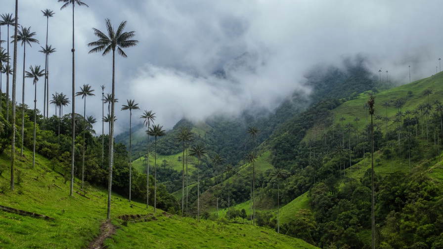 Colombia: jadekleurige waspalmspitsen in Cocora-dal die nevel van het wolkenwoud van Quindío onder handels-cumulus vlechten, petrolkleurige branding bij de haven van Cartagena door koperkleurige muurschildering-nevel in Getsemaní naar gouden branding onder kokospalmen in Tayrona en perkselstof van koffie uit Sierra Nevada de Santa Marta in de hero - achtergrond voor marktbriefjes in Colombiaanse peso (COP), gevouwen USD-charter-stempels bij ijskades van de jachthaven in Santa Marta en weegbriefjes voor perkament-microlots uit Huila.