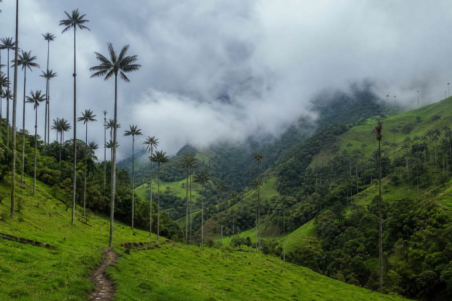 Colombia: jadekleurige waspalmspitsen in Cocora-dal die nevel van het wolkenwoud van Quindío onder handels-cumulus vlechten, petrolkleurige branding bij de haven van Cartagena door koperkleurige muurschildering-nevel in Getsemaní naar gouden branding onder kokospalmen in Tayrona en perkselstof van koffie uit Sierra Nevada de Santa Marta in de hero - achtergrond voor marktbriefjes in Colombiaanse peso (COP), gevouwen USD-charter-stempels bij ijskades van de jachthaven in Santa Marta en weegbriefjes voor perkament-microlots uit Huila.
