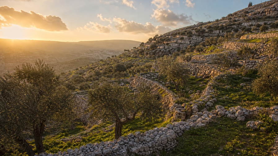 Palestijnse gebieden: zilveren onderkanten van terrasolijfboomgaarden richting hittegolving boven de vlakte van Jericho, koelte in smalle steegjes met kalkstenen lateien in Bethlehem richting oranjesiroopstoom van knafeh uit Nablus op blikken dienbladen en kersrode gloed van geblazen-glasovens in Hebron in de hero - achtergrond voor weegbonnetjes op de souk in Israëlische shekel (NIS), weeglabels voor bulkbussen za'atar en telstapels voor borduurgarensponen uit vrouwencoöperaties in Ramallah.