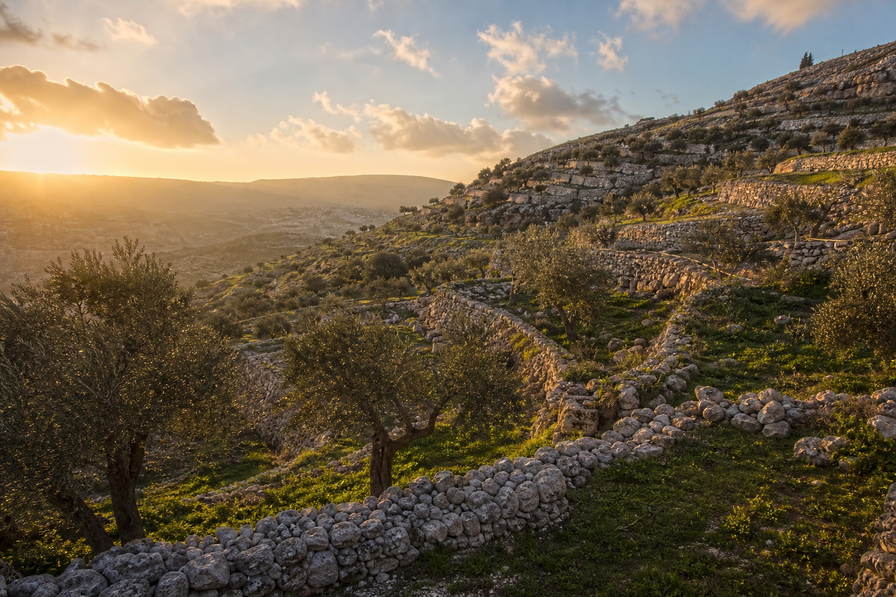 Palestijnse gebieden: zilveren onderkanten van terrasolijfboomgaarden richting hittegolving boven de vlakte van Jericho, koelte in smalle steegjes met kalkstenen lateien in Bethlehem richting oranjesiroopstoom van knafeh uit Nablus op blikken dienbladen en kersrode gloed van geblazen-glasovens in Hebron in de hero - achtergrond voor weegbonnetjes op de souk in Israëlische shekel (NIS), weeglabels voor bulkbussen za'atar en telstapels voor borduurgarensponen uit vrouwencoöperaties in Ramallah.