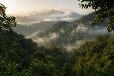 Uganda: ochtendmist in Bwindi vlecht vulkanische junglekam voor ranger-briefings bij gorillatrekking, nijlpaard-kielzog op het Kazinga-kanaal richting leeuw-silhouetten in vijgenbomen in Ishasha en matoke-stoom op Owino Market in Kampala onder neon-chapati-kramen in de hero - achtergrond voor bonnen van vergunningen in Oegandese shilling (UGX) en dollars, grillas van Nijlbaars aan Victoriameer-steigers en knisperfolie van straat-rolex-wraps.