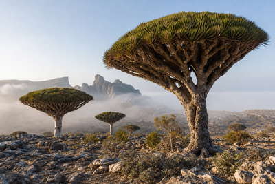 Jemen: parasolvormige kronen van drakenbloedbomen op Socotra in mist boven kalkplateaus van Haggeher, rijen modderwolkenkrabbers van Shibam in Hadhramaut in de glans van wadi-stortvloed en specerijresten van Rode-Zee-dhows bij Mocha in de hero - achtergrond voor rolletjes qishr-bonnetjes met kersenschil in Jemenitische rial (YER), waszegels op kruiken met klifhonig van Salta en telstapels voor koperbeslag van de Aden-cisterne.